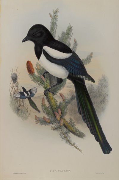 Magpie by John Gould